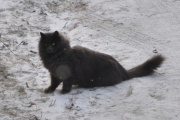 Morten 11 desember 2022 - En katt på Høyenhall, jeg lurer på om du så ekornet