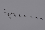 Morten 11 mai 2023 - 14 store fugler over Høyenhall, det ser ut som Hvitkinngås og dem er på vei til Østensjøvannet