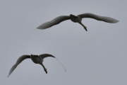 Morten 11 mai 2023 - To store fugler over Høyenhall, det er svaner og dem kom fra Østensjøvannet