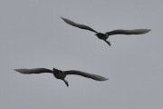 Morten 11 mai 2023 - To store fugler over Høyenhall, kanskje dem er på vei til Maridalsvannet