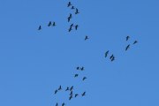 Morten 11 oktober 2022 - 32 store fugler over Høyenhall, dette var det beste samlebilde, men de var flere