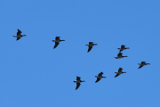 Morten 11 oktober 2022 - 9 store fugler over Høyenhall, dem kommer fra Østensjøvannet og er på vei vestover