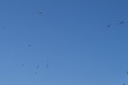 Morten 11 oktober 2022 - Store fugler over Høyenhall, dem flyr veldig sprett og det kommer et fly høyt over dem