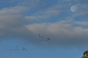 Morten 12 oktober 2022 - 23 store fugler over Høyenhall, og her fikk vi med oss månen enda en gang :-)