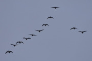Morten 14 april 2023 - 11 store fugler over Høyenhall, dem er på vei nordover