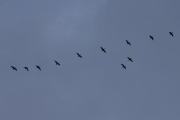 Morten 14 april 2023 - 11 store fugler over Høyenhall, dem flyr ganske høyt