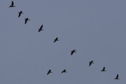 Morten 14 april 2023 - 11 store fugler over Høyenhall, flott å se på
