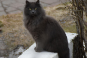 Morten 14 april 2023 - Katten på Høyenhall, jeg håper du fanger mus :-)