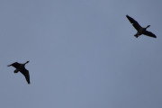 Morten 14 april 2023 - To store fugler over Høyenhall, tror dem kom fra Østensjøvannet