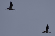 Morten 14 april 2023 - To store fugler over Høyenhall, har retning nord-vest