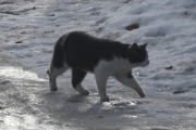 Morten 14 februar 2023 - Katten på Høyenhall, se hvor fin den er