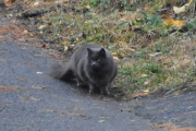 Morten 14 november 2022 - En katt på Høyenhall, du så veldig morsk ut