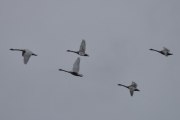 Morten 15 april 2023 - Fem store fugler over Høyenhall, dette er nok Knoppsvaner som er på vei til Østensjøvannet