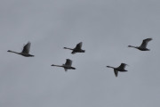 Morten 15 april 2023 - Fem store fugler over Høyenhall, du kan faktisk høre dem komme
