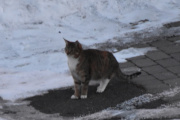 Morten 15 mars 2023 - En katt på Høyenhall, noen firbente må vi ta bilder av også