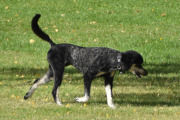 Morten 15 september 2022 - En hund i Skøyenparken, den var veldig fin