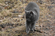 Morten 16 april 2023 - En katt på Høyenhall, den fanger sikkert mus