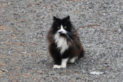 Morten 16 april 2023 - Katten på Høyenhall, du fanger ikke mus, det ser jeg på deg