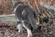 Morten 16 april 2023 - Katten på Høyenhall, men du fanger mus, fanget du noen?