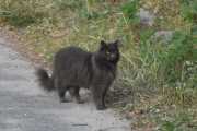 Morten 16 juni 2023 - En katt på Høyenhall, nesten på samme stedet som rådyret stod