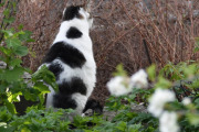 Morten 16 mai 2023 - En katt på Høyenhall, du finner ingen mus der...