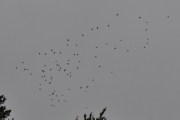 Morten 16 oktober 2022 - 80 fugler over Høyenhall, hvordan fugler det var er vanskelig å se, det var dårlig vær