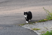 Morten 17 september 2022 - En katt på Høyenhall, du har vært her lenge vet jeg