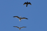 Morten 19 april 2023 - Rovfuglen over Høyenhall, her flyr de to måkene etter rovfuglen