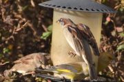 Morten 19 oktober 2022 - Fuglene på matebrettet, men Gråspurven er over alt
