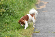 Morten 2 august 2022 - En hund på Høyenhall, denne kjenner jeg igjen