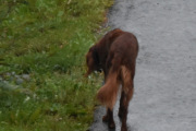 Morten 2 august 2022 - En hund på Høyenhall, denne kjenner jeg også