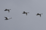 Morten 2 mai 2023 - Fire store fugler over Høyenhall, dem kommer fra Østensjøvannet
