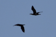 Morten 2 mai 2023 - To store fugler over Høyenhall, jeg tror det er Skarver som flyr mot Østensjøvannet
