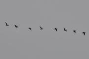 Morten 20 oktober 2022 - 8 store fugler over Høyenhall, dem kommer fra Østensjøvannet og flyr vestover