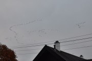 Morten 20 oktober 2022 - En stor fugleflokk over Høyenhall, men det sluttet jeg fort med