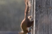 Morten 21 april 2023 - Ekornet på Høyenhall, du var veldig rask i dag