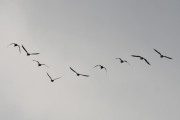 Morten 21 august 2022 - 9 store fugler over Høyenhall, det er om morgenen og de har retning mot øst