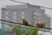 Morten 21 juli 2022 - Ekornet og ungen på Høyenhall, det er tidlig på morgenen og ingen andre har stått opp
