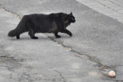 Morten 21 juni 2023 - En katt og en ball på Høyenhall, men den ville ikke leke med ballen