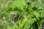 Morten 21 mai 2023 - En sommerfugl i hagen på Høyenhall, jeg har glemt å ta bilder av sommerfugler