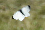 Morten 21 mai 2023 - En sommerfugl i hagen på Høyenhall, men det er ikke lett når dem er i luften