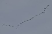 Morten 21 september 2022 - 24 store fugler over Høyenhall, og her flyr dem av gårde, retning sånn vest - nord...