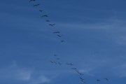 Morten 22 august 2022 - 25 store fugler over Høyenhall, så dem litt for sent, men de er på vei nord vest