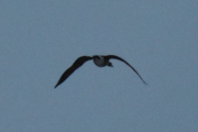 Morten 22 februar 2023 - Stor fugl over Høyenhall, jeg tror at det er en Kanadagås eller Hvitkinngås