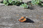 Morten 23 august 2022 - En sommerfugl i hagen på Høyenhall, det er registrert over 2250 arter av sommerfugler i Norge
