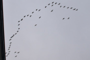 Morten 24 oktober 2022 - Stor flokk med fugler over Høyenhall, dem kommer fra Østensjøvannet, men har en dum vinkel