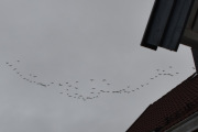 Morten 24 oktober 2022 - Stor flokk med fugler over Høyenhall, jeg klarer ikke å få med alle og de flyr nord-vest over