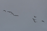 Morten 24 september 2022 - 9 store fugler over Høyenhall, åtte av dem samler seg og jeg følger dem