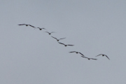 Morten 24 september 2022 - 9 store fugler over Høyenhall, dem har fin retning og flyr pent i formasjon