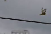 Morten 25 juli 2022 - Grønnfinken som flyr over Høyenhall, det var så vidt jeg rakk det